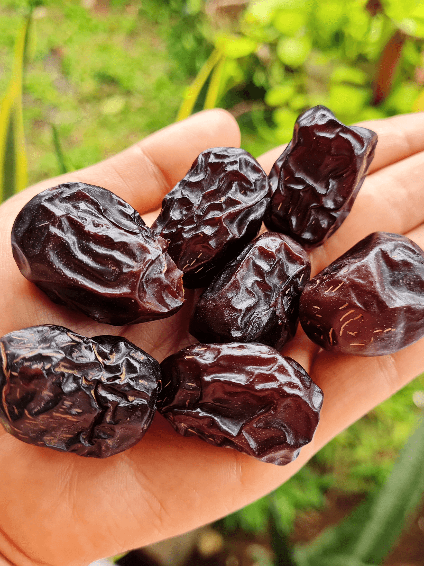 ARABIAN AJWA DATES -500gm Nutri Labs